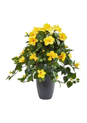 Hibiscus Plant in Planter