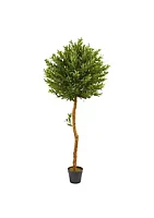 Nearly Natural 5.5-Foot Olive Topiary Artificial Tree UV Resistant (Indoor/Outdoor)