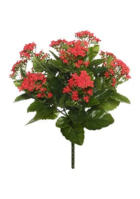 Red Kalanchoe Bush