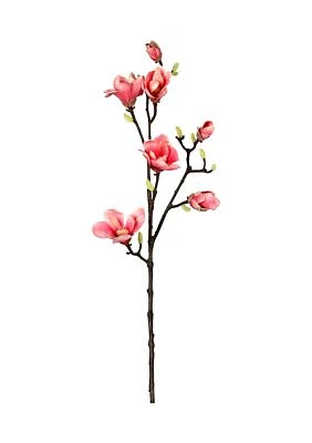 Pink Magnolia Stem