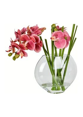 Pink Butterfly Orchid In Glass Pot