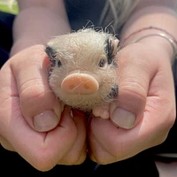 True Heart Treasures Reborn Animals: Patches The Spotted Piglet Realistic Mini Silicone Newborn Baby Pig