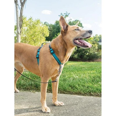 Dog Harness