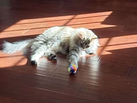 Goli Design - Cat Toy - Catomic Ball