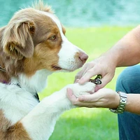 Safari - Dog Nail Clipper - Guillotine Trimmer