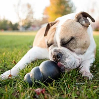 Dog Toy