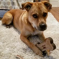Tall Tails - Dog Toy - Leather & Wool Bone