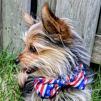 Pet Bow Tie
