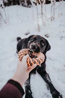 Tall Tails - Dog Toy - Braided Ring