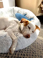 Tall Tails - Shag Dog Bed - Dream Chaser Cuddle Bed