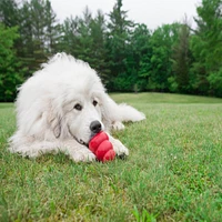 Dog Toy