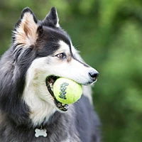 KONG - Dog Toy - SqueakAir® Balls - Multipack