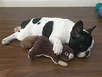 Tall Tails - Dog Toy - Plush Squirrel Squeaker