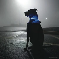 Coastal - Dog Collar