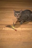 Go Cat - Cat Toy - Da Bird Wand