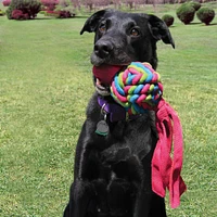 KONG - Dog Toy - Wubba™ Weaves Assorted