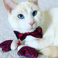 Huxley & Kent - Cat Toy - Mittens for Kittens