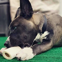 - Dog Chew - Chicken & Apple Filled Bone