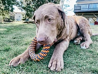 Tall Tails - Dog Toy - Braided Ring
