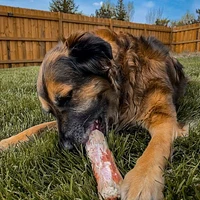 Tucker's - Frozen Beef Bones - 6 inch 2 pack