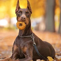 Nothin To Hide  - Dog Chew - Bagel Peanut Butter