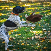 HuggleHounds - Dog Toy - Rope X-Brace - Maple Moose
