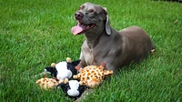 Nubbie Buddies Plush Dog Toy - 2 in 1 Squeaky Toy with Hidden Bonus Ball