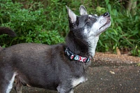 Nylon Dog Collar