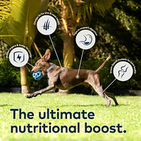 - Gently Air Dried Dog Food – Grain Free & High Protein Raw Nutrition – Chicken Recipe