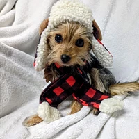 Huxley & Kent - Pet Scarf - Buffalo Check