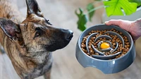 Messy Mutts - Interactive Slow Feeder Bowl - Gray