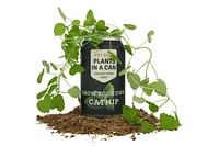 Plants in a Can - Cat Plants - Catnip Kit