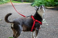 Nylon Dog Leash - Red