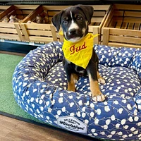 Donut Dog Bed