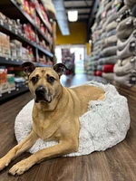Shag Dog Bed