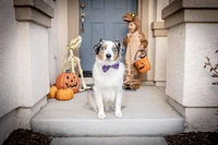 Bow Tie