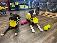 Dog Life Jacket - High Buoyancy, Adjustable & Reflective for Safety
