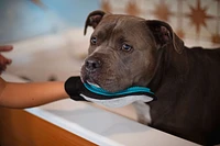 Messy Mutts - Silicone Pet Grooming Glove