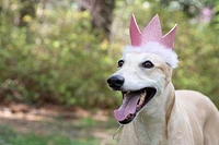 - Pet Apparel - Pink Crown