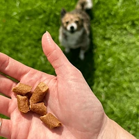 Otis - Dog Training Treat - Venison Recipe Trainers