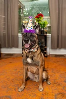 - Celebration Box for Dogs – Birthday & Party Gift Set with Hat,  Bow Tie,  Banner,  Toy & Ball