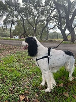 Nylon Dog Harness