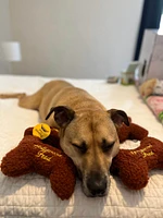 Dog Toy - Fleece Bone