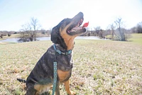 Dog Collar - Arrow Blue