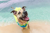 Kurgo - Surf N Turf Dog Life Jacket - High Buoyancy,  Adjustable & Reflective with Dual Handles - Yellow & Blue