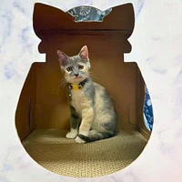 DoyenWorld - Cat Hide