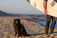 - Dog Leash & Harness - Pink
