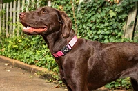 Nylon Dog Collar