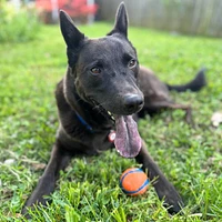 Chuckit! - Dog Toy