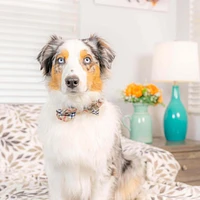 Bow Tie